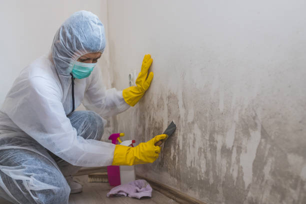 Best Commercial Mold Removal  in Wickenburg, AZ