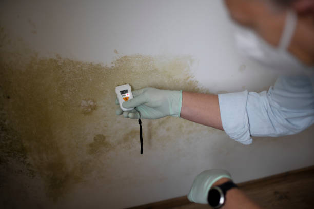 Best Toxic Mold Removal  in Wickenburg, AZ