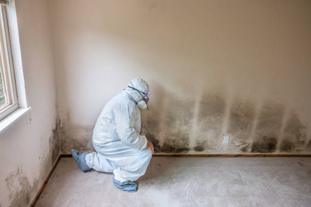 Certified Mold Removal in Wickenburg, AZ